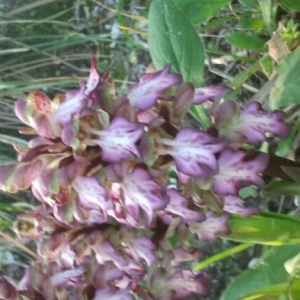 Photographie n°217129 du taxon Himantoglossum robertianum (Loisel.) P.Delforge [1999]
