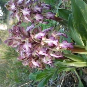 Photographie n°217130 du taxon Himantoglossum robertianum (Loisel.) P.Delforge [1999]
