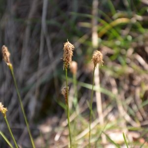 Photographie n°217196 du taxon Eleocharis palustris (L.) Roem. & Schult. [1817]