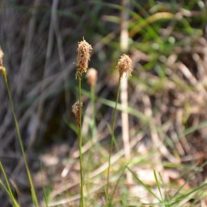 Photographie n°217197 du taxon Eleocharis palustris (L.) Roem. & Schult. [1817]