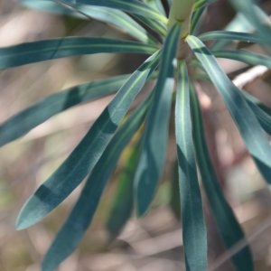 Photographie n°217214 du taxon Euphorbia characias L. [1753]