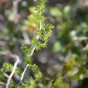 Photographie n°217228 du taxon Asparagus acutifolius L. [1753]