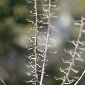 Photographie n°217230 du taxon Alyssum alyssoides (L.) L. [1759]