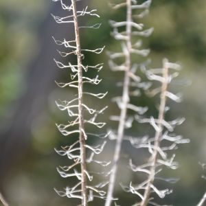 Photographie n°217231 du taxon Alyssum alyssoides (L.) L. [1759]