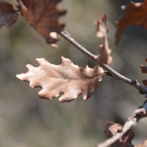 Photographie n°217249 du taxon Quercus pubescens Brot. [1804]