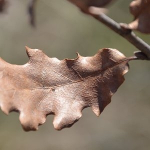 Photographie n°217251 du taxon Quercus pubescens Brot. [1804]