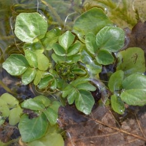 Photographie n°217267 du taxon Nasturtium officinale R.Br. [1812]