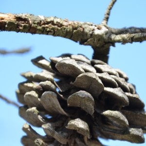 Photographie n°217293 du taxon Pinus halepensis Mill. [1768]