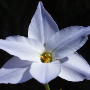 Ipheion uniflorum (Lindl.) Raf. (Iphéion)