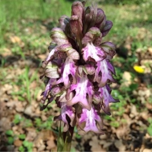 Photographie n°217342 du taxon Himantoglossum robertianum (Loisel.) P.Delforge [1999]