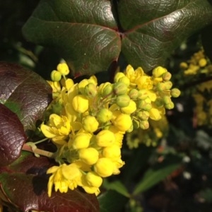 Photographie n°217349 du taxon Mahonia aquifolium (Pursh) Nutt. [1818]