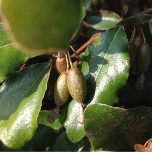 Photographie n°217374 du taxon Elaeagnus x submacrophylla 'Ebbingei'