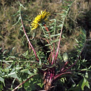 Photographie n°217385 du taxon Taraxacum rubicundum (Dahlst.) Dahlst. [1906]