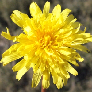  - Taraxacum rubicundum (Dahlst.) Dahlst. [1906]