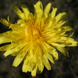  - Taraxacum rubicundum (Dahlst.) Dahlst. [1906]