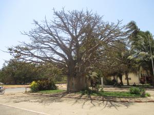 Samantha BAZAN, le 14 mars 2014 (Dakar (Jardin de l'université))