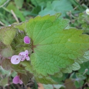 Photographie n°217458 du taxon Lamium purpureum L. [1753]