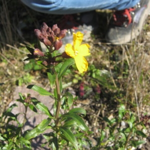 Photographie n°217460 du taxon Erysimum cheiri (L.) Crantz