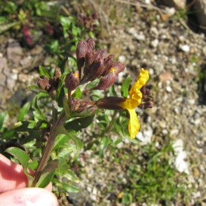 Photographie n°217462 du taxon Erysimum cheiri (L.) Crantz