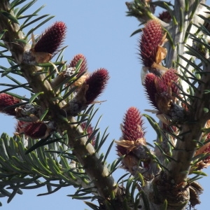 Abies koreana E.H.Wilson (Sapin de Corée)