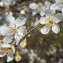  Liliane Roubaudi - Prunus cerasifera Ehrh. [1784]