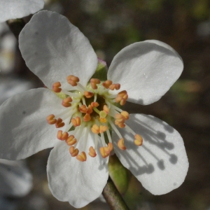 Prunus cerasifera Ehrh. var. cerasifera (Myrobolan)