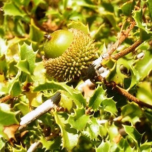 Photographie n°217613 du taxon Quercus coccifera L. [1753]