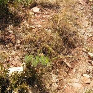 Photographie n°217619 du taxon Cephalaria leucantha (L.) Schrad. ex Roem. & Schult. [1818]