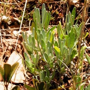 Photographie n°217620 du taxon Cephalaria leucantha (L.) Schrad. ex Roem. & Schult. [1818]