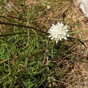 Photographie n°217627 du taxon Cephalaria leucantha (L.) Schrad. ex Roem. & Schult. [1818]