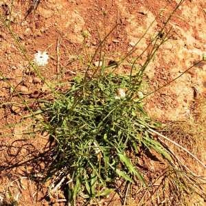 Photographie n°217629 du taxon Cephalaria leucantha (L.) Schrad. ex Roem. & Schult. [1818]