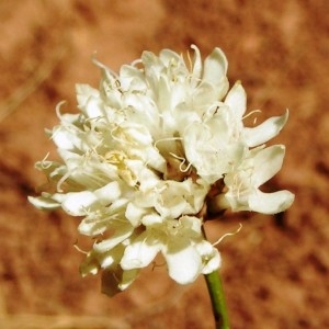 Photographie n°217630 du taxon Cephalaria leucantha (L.) Schrad. ex Roem. & Schult. [1818]