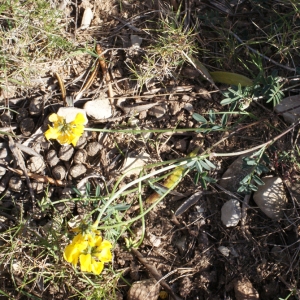 Photographie n°217635 du taxon Hippocrepis comosa L. [1753]