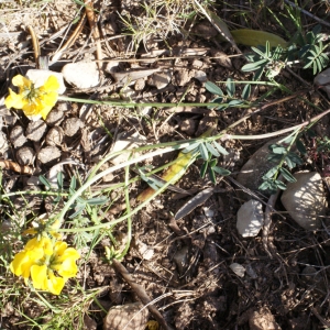 Photographie n°217636 du taxon Hippocrepis comosa L. [1753]