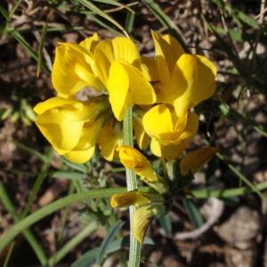 Photographie n°217638 du taxon Hippocrepis comosa L. [1753]