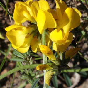 Photographie n°217639 du taxon Hippocrepis comosa L. [1753]