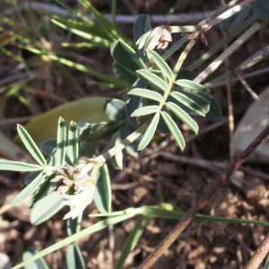Photographie n°217643 du taxon Hippocrepis comosa L. [1753]
