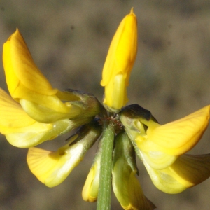 Photographie n°217644 du taxon Hippocrepis comosa L. [1753]