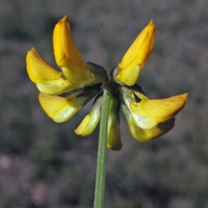 Photographie n°217645 du taxon Hippocrepis comosa L. [1753]