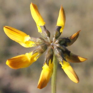 Hippocrepis ambigua (Rouy) Bellot (Hippocrépide à toupet)