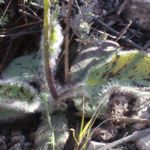 Hieracium fragile Jord. (Épervière précoce)