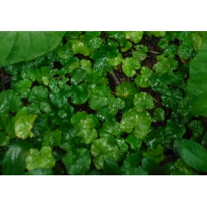 Hydrocotyle asiatica L.