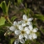  Liliane Roubaudi - Prunus mahaleb L. [1753]