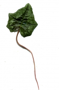 Liliane Roubaudi, le 14 mars 2014 (Fleury)