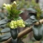  Jean-Claude Echardour - Lonicera nitida E.H.Wilson [1911]