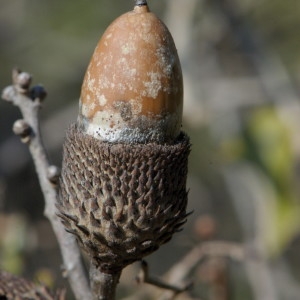 Photographie n°217724 du taxon Quercus coccifera L. [1753]