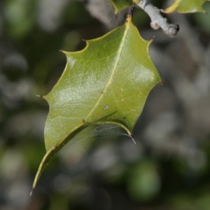 Photographie n°217728 du taxon Quercus coccifera L. [1753]