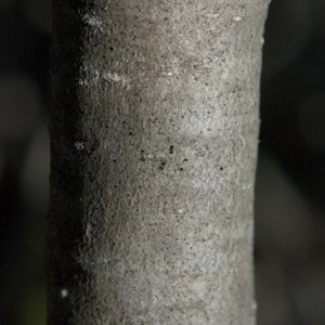 Photographie n°217735 du taxon Quercus coccifera L. [1753]