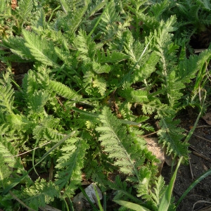 Photographie n°217742 du taxon Achillea filipendulina Lam. [1783]