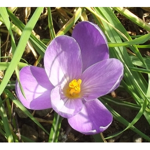 Crocus sp.